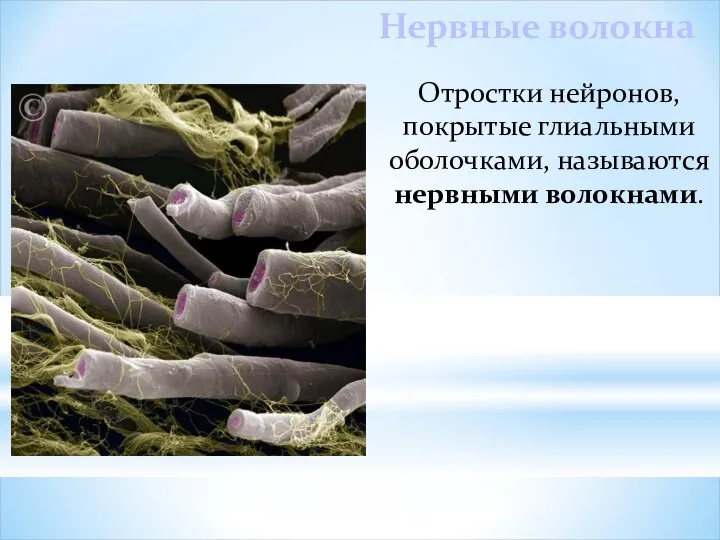 Отростки нейронов, покрытые глиальными оболочками, называются нервными волокнами. Нервные волокна