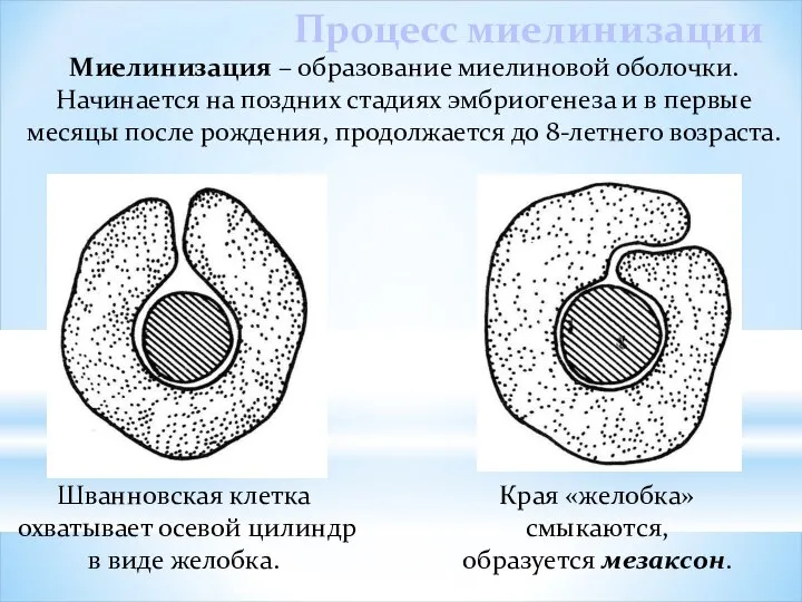 Миелинизация – образование миелиновой оболочки. Начинается на поздних стадиях эмбриогенеза и