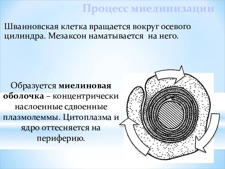 Шванновская клетка вращается вокруг осевого цилиндра. Мезаксон наматывается на него. Образуется