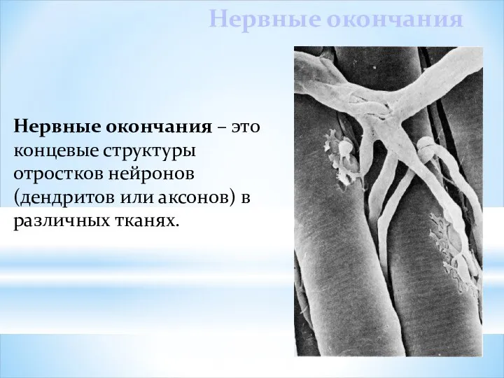 Нервные окончания Нервные окончания – это концевые структуры отростков нейронов (дендритов или аксонов) в различных тканях.