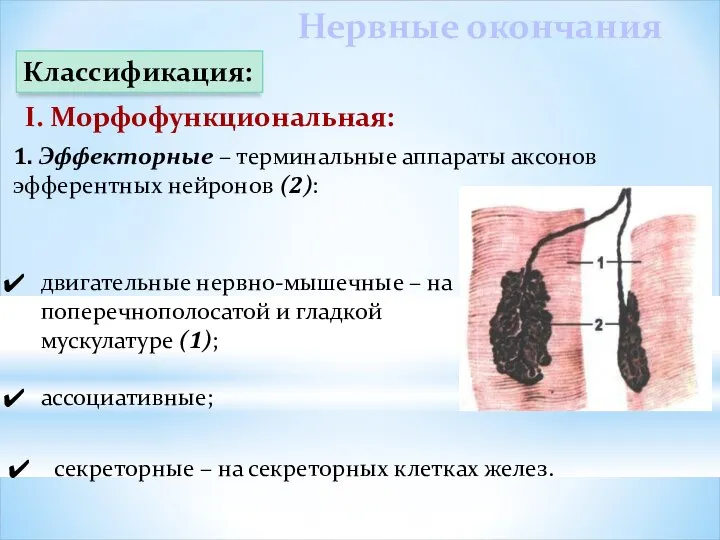 1. Эффекторные – терминальные аппараты аксонов эфферентных нейронов (2): Нервные окончания