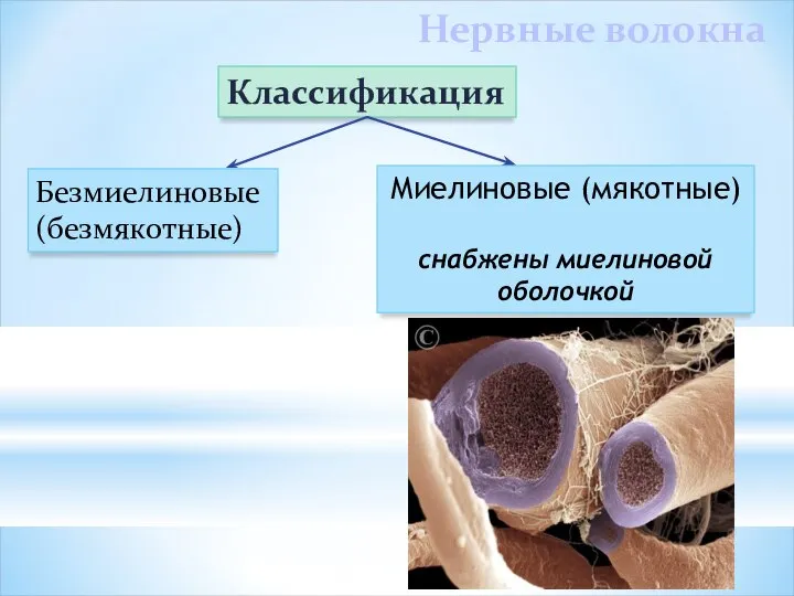 Классификация Безмиелиновые (безмякотные) Миелиновые (мякотные) снабжены миелиновой оболочкой Нервные волокна