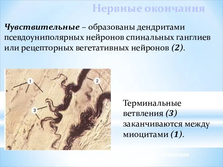 Рисунок Нервные окончания Чувствительные – образованы дендритами псевдоуниполярных нейронов спинальных ганглиев