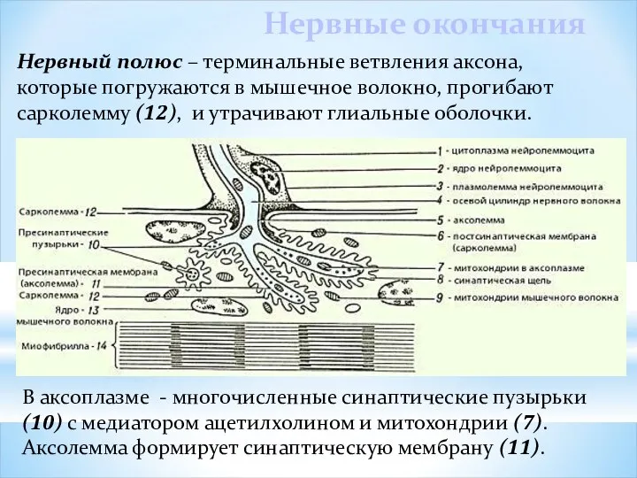 Нервные окончания Нервный полюс – терминальные ветвления аксона, которые погружаются в