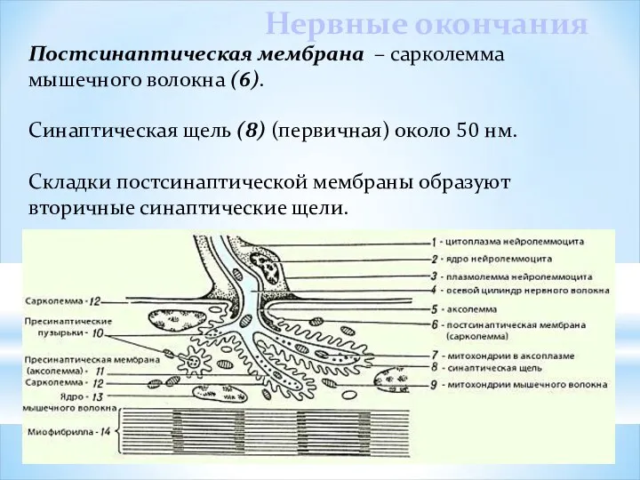 Постсинаптическая мембрана – сарколемма мышечного волокна (6). Синаптическая щель (8) (первичная)