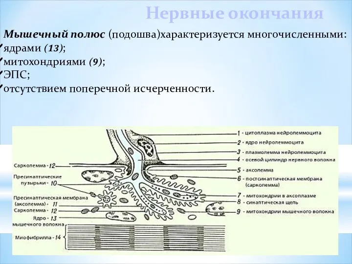 Мышечный полюс (подошва)характеризуется многочисленными: ядрами (13); митохондриями (9); ЭПС; отсутствием поперечной исчерченности. Нервные окончания