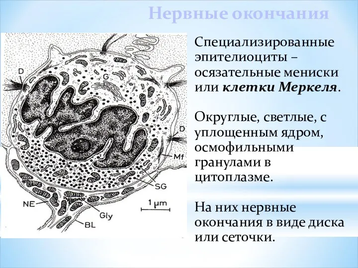 Нервные окончания Специализированные эпителиоциты – осязательные мениски или клетки Меркеля. Округлые,