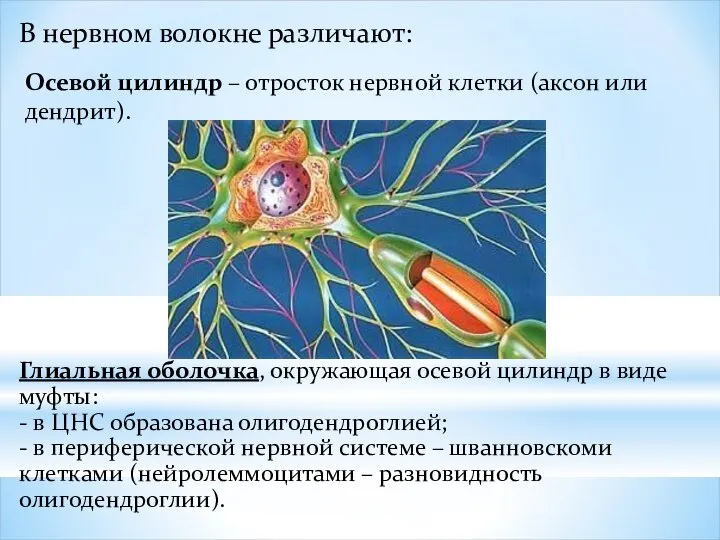 В нервном волокне различают: Осевой цилиндр – отросток нервной клетки (аксон