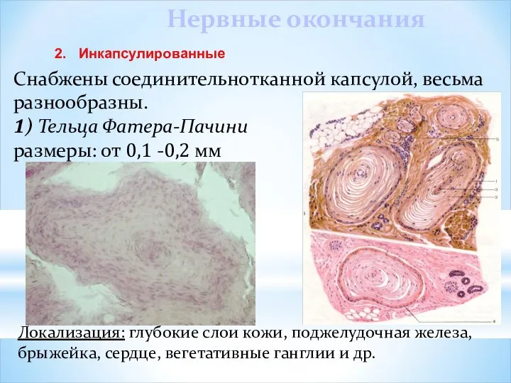 Локализация: глубокие слои кожи, поджелудочная железа, брыжейка, сердце, вегетативные ганглии и
