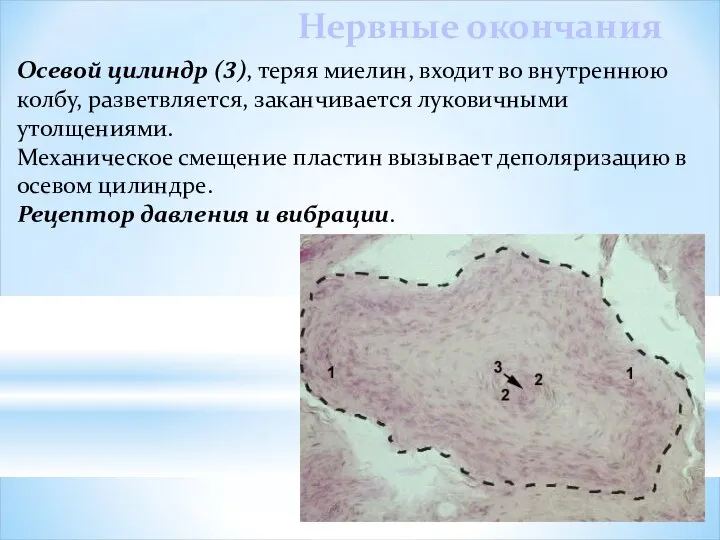Нервные окончания Осевой цилиндр (3), теряя миелин, входит во внутреннюю колбу,