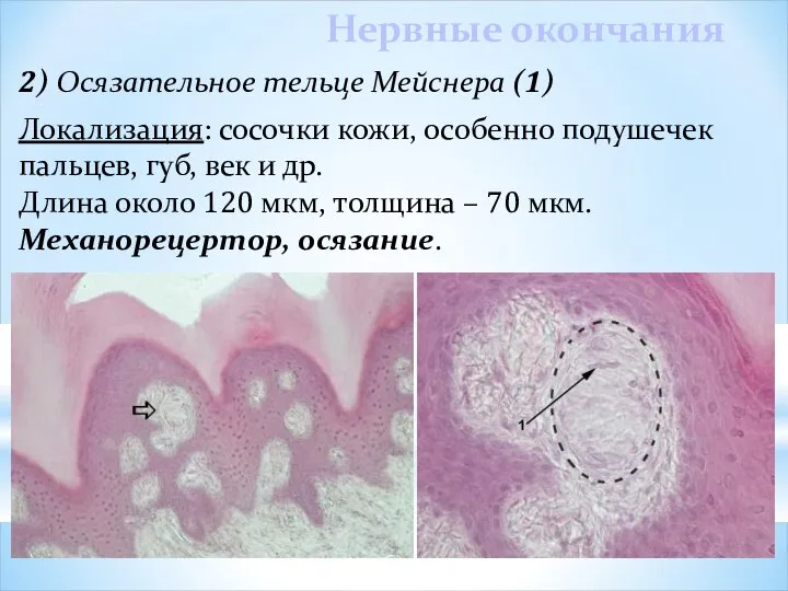 Нервные окончания 2) Осязательное тельце Мейснера (1) Локализация: сосочки кожи, особенно
