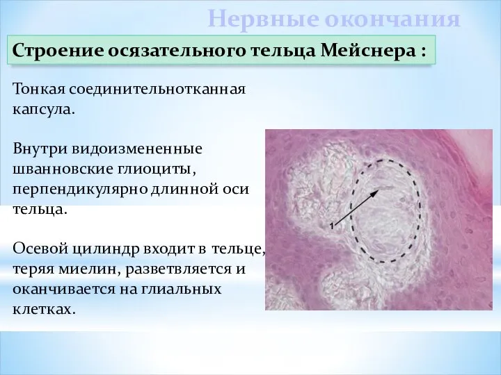 Нервные окончания Строение осязательного тельца Мейснера : Тонкая соединительнотканная капсула. Внутри