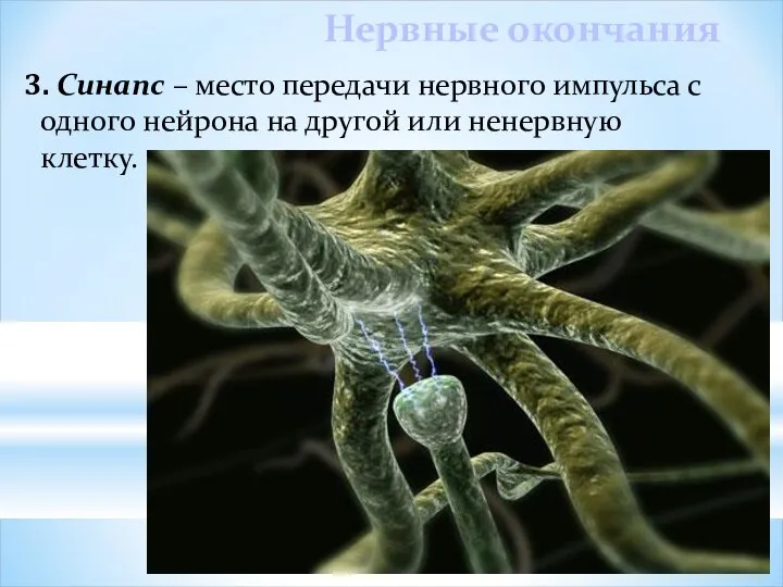 3. Синапс – место передачи нервного импульса с одного нейрона на