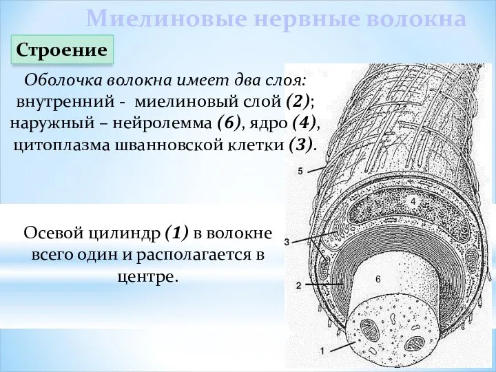 Оболочка волокна имеет два слоя: внутренний - миелиновый слой (2); наружный