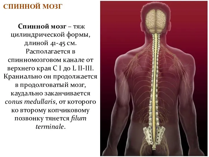 Спинной мозг – тяж цилиндрической формы, длиной 41-45 см. Располагается в