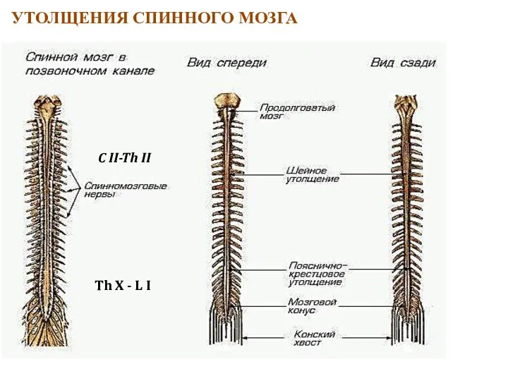 УТОЛЩЕНИЯ СПИННОГО МОЗГА