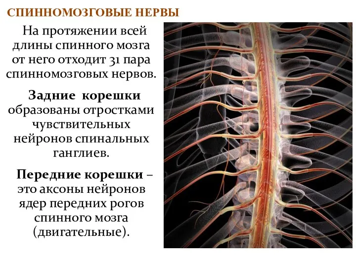 На протяжении всей длины спинного мозга от него отходит 31 пара