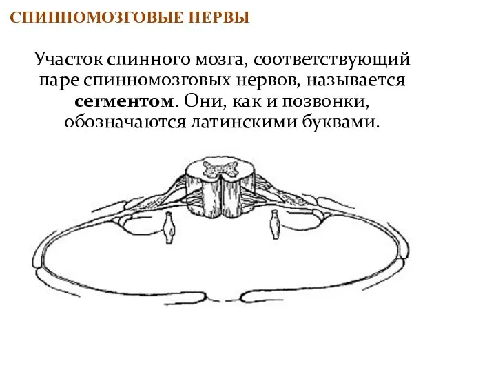 СПИННОМОЗГОВЫЕ НЕРВЫ Участок спинного мозга, соответствующий паре спинномозговых нервов, называется сегментом.