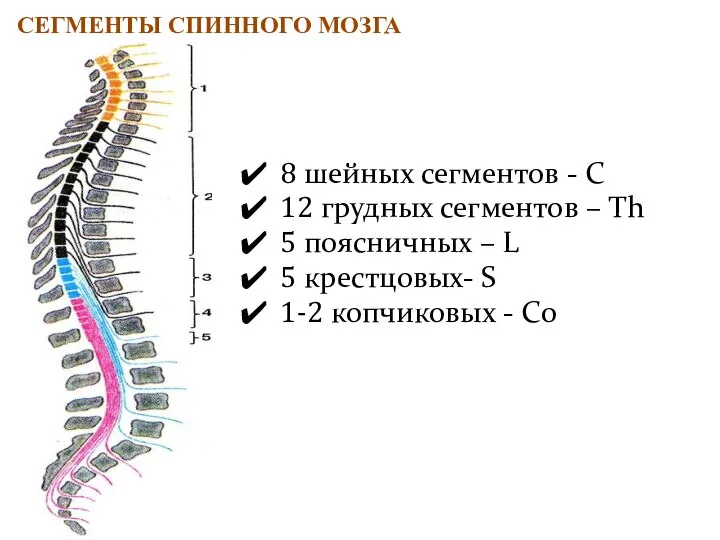 8 шейных сегментов - C 12 грудных сегментов – Th 5