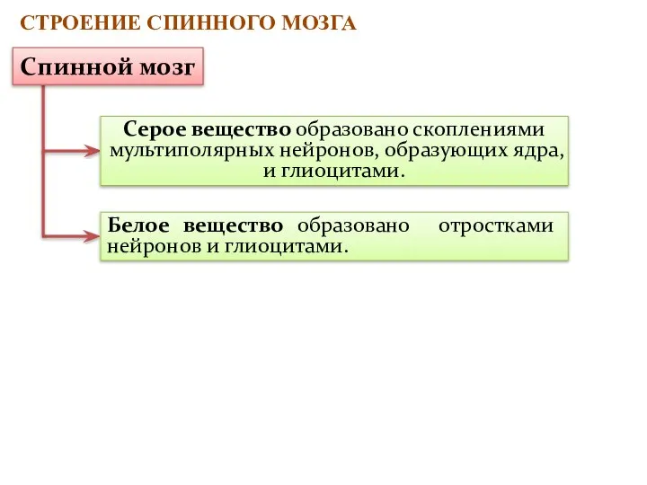 Серое вещество образовано скоплениями мультиполярных нейронов, образующих ядра, и глиоцитами. Белое