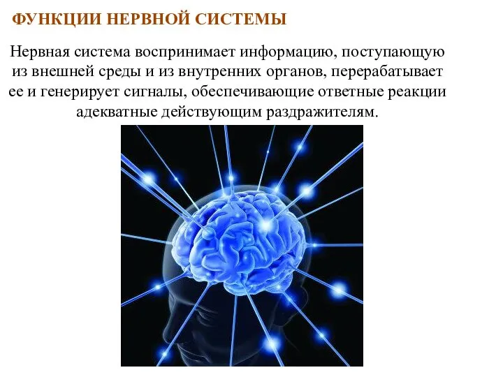 Нервная система воспринимает информацию, поступающую из внешней среды и из внутренних