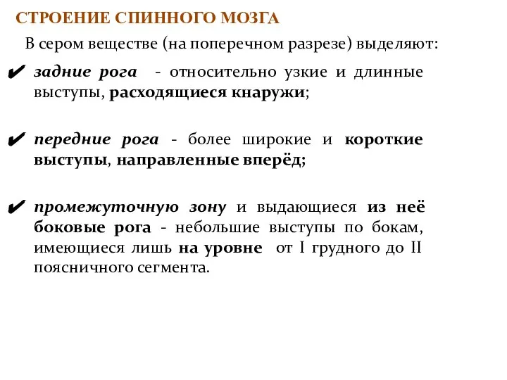 СТРОЕНИЕ СПИННОГО МОЗГА В сером веществе (на поперечном разрезе) выделяют: задние