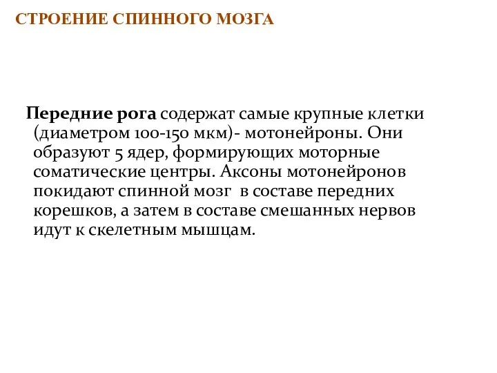 Передние рога содержат самые крупные клетки (диаметром 100-150 мкм)- мотонейроны. Они