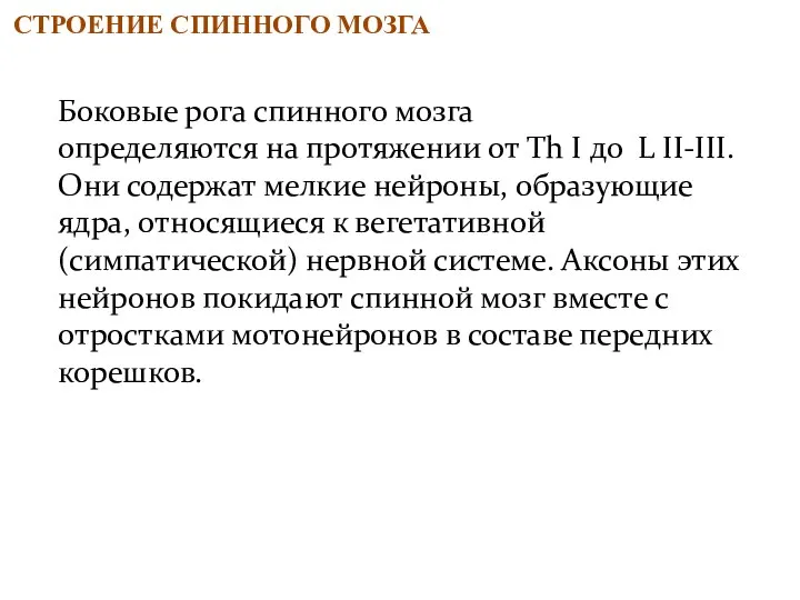 Боковые рога спинного мозга определяются на протяжении от Th I до