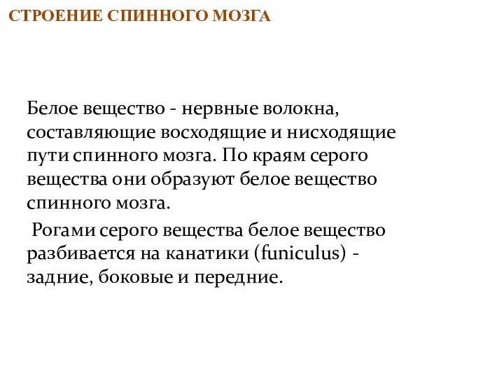 Белое вещество - нервные волокна, составляющие восходящие и нисходящие пути спинного