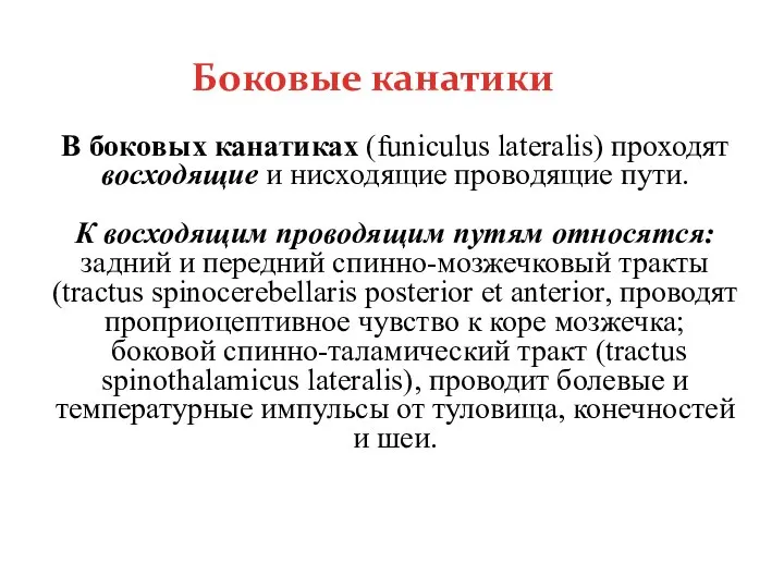 В боковых канатиках (funiculus lateralis) проходят восходящие и нисходящие проводящие пути.