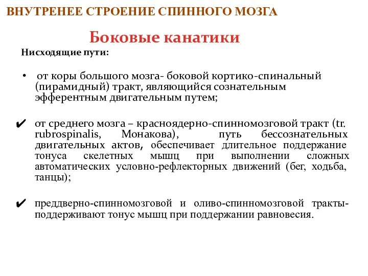 Нисходящие пути: от коры большого мозга- боковой кортико-спинальный (пирамидный) тракт, являющийся