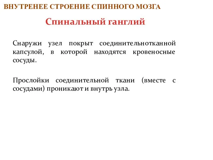 Снаружи узел покрыт соединительнотканной капсулой, в которой находятся кровеносные сосуды. Прослойки