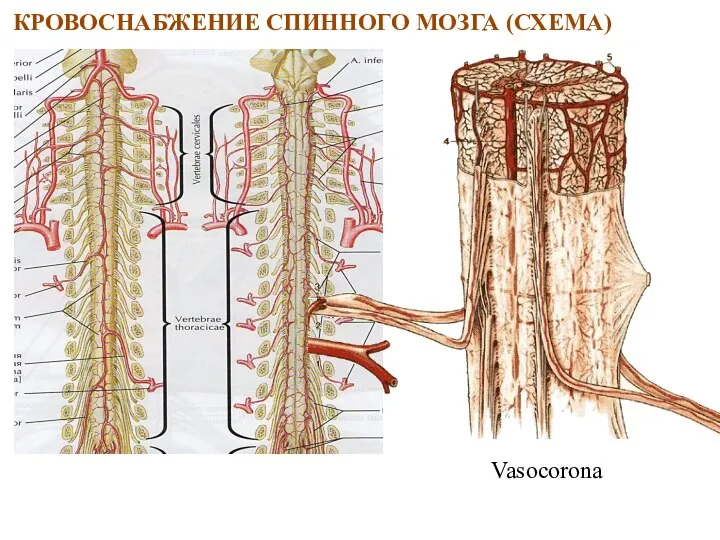 КРОВОСНАБЖЕНИЕ СПИННОГО МОЗГА (СХЕМА)