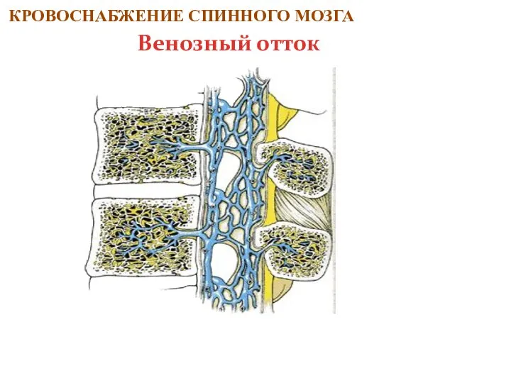 КРОВОСНАБЖЕНИЕ СПИННОГО МОЗГА Венозный отток