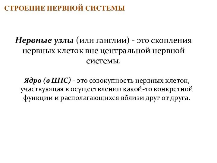 СТРОЕНИЕ НЕРВНОЙ СИСТЕМЫ Нервные узлы (или ганглии) - это скопления нервных