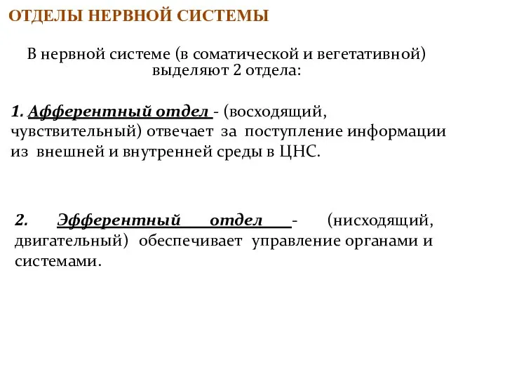 ОТДЕЛЫ НЕРВНОЙ СИСТЕМЫ В нервной системе (в соматической и вегетативной) выделяют