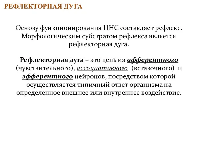 РЕФЛЕКТОРНАЯ ДУГА Основу функционирования ЦНС составляет рефлекс. Морфологическим субстратом рефлекса является