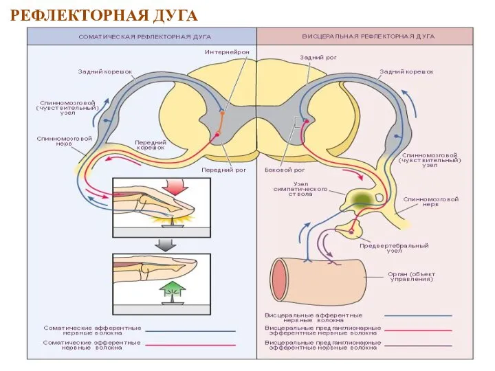 РЕФЛЕКТОРНАЯ ДУГА