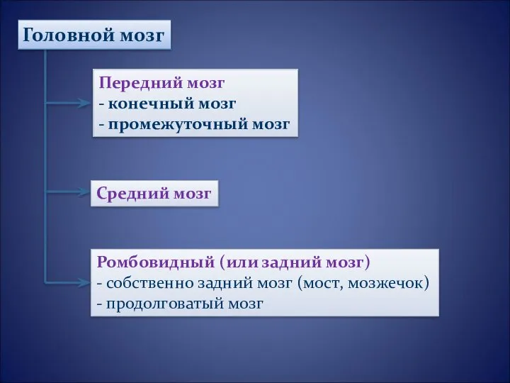 Ромбовидный (или задний мозг) - собственно задний мозг (мост, мозжечок) -