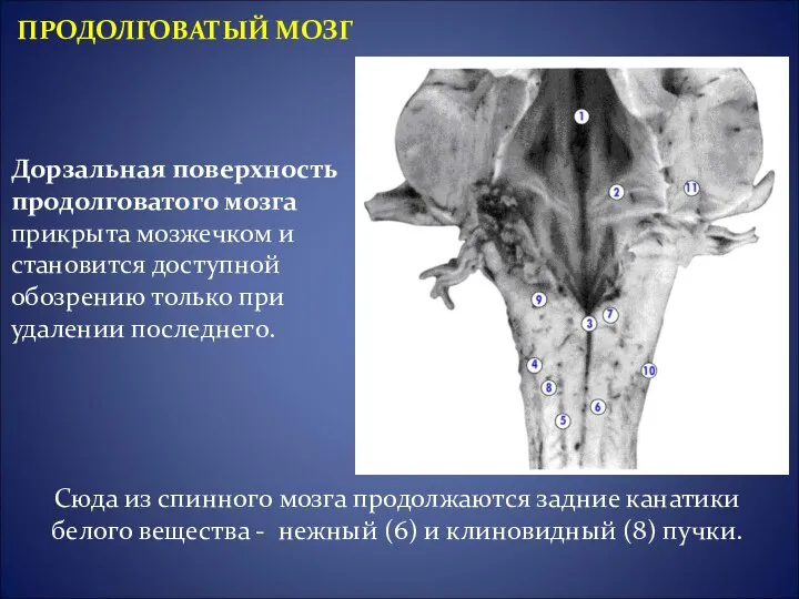 ПРОДОЛГОВАТЫЙ МОЗГ Сюда из спинного мозга продолжаются задние канатики белого вещества