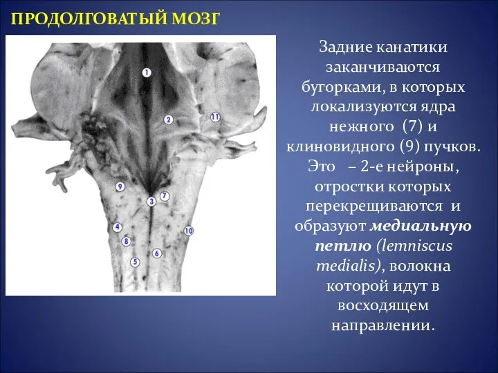 Задние канатики заканчиваются бугорками, в которых локализуются ядра нежного (7) и