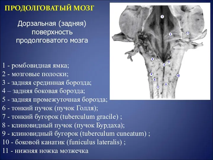 ПРОДОЛГОВАТЫЙ МОЗГ Дорзальная (задняя) поверхность продолговатого мозга 1 - ромбовидная ямка;