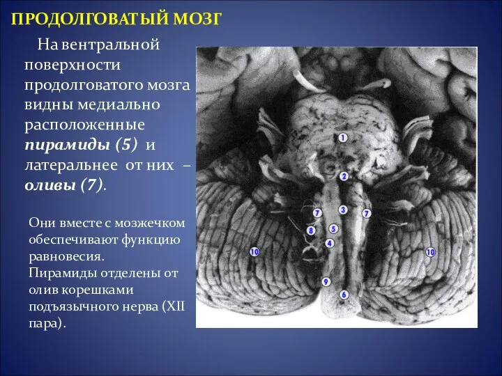 На вентральной поверхности продолговатого мозга видны медиально расположенные пирамиды (5) и