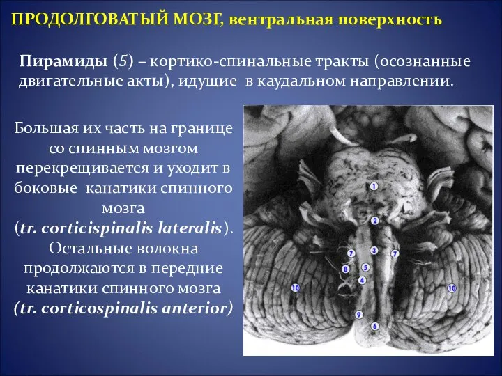 Пирамиды (5) – кортико-спинальные тракты (осознанные двигательные акты), идущие в каудальном