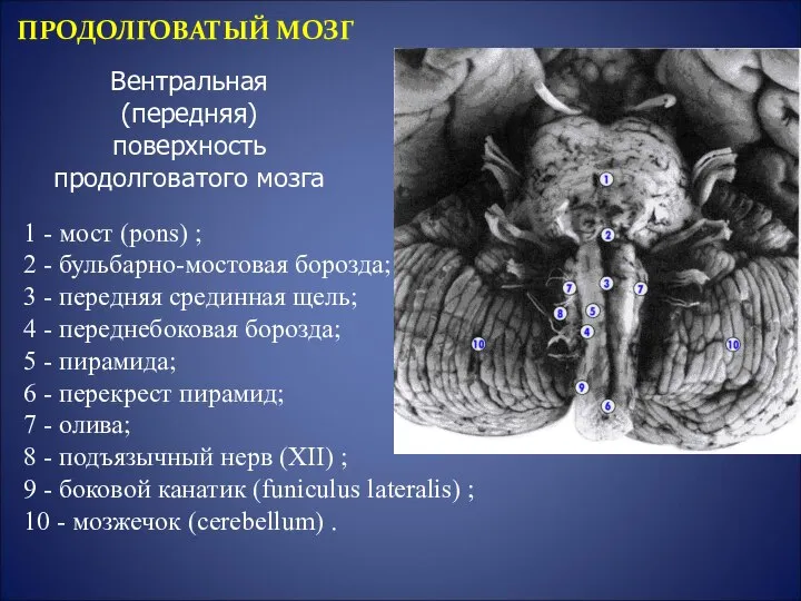 Вентральная (передняя) поверхность продолговатого мозга 1 - мост (pons) ; 2