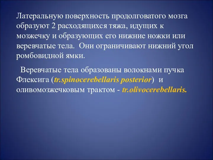 Латеральную поверхность продолговатого мозга образуют 2 расходящихся тяжа, идущих к мозжечку