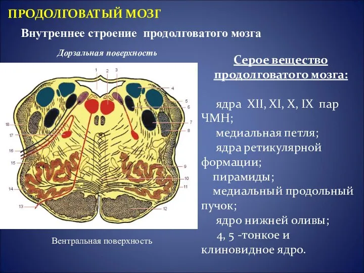 Внутреннее строение продолговатого мозга ПРОДОЛГОВАТЫЙ МОЗГ Серое вещество продолговатого мозга: ядра