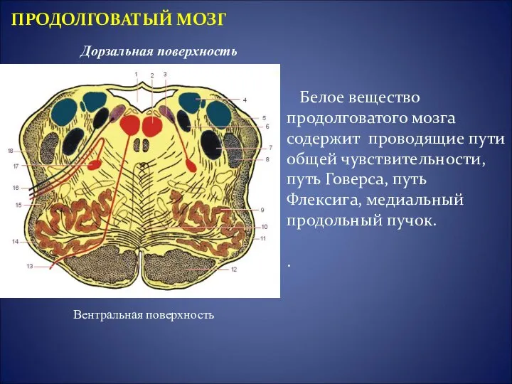 Белое вещество продолговатого мозга содержит проводящие пути общей чувствительности, путь Говерса,