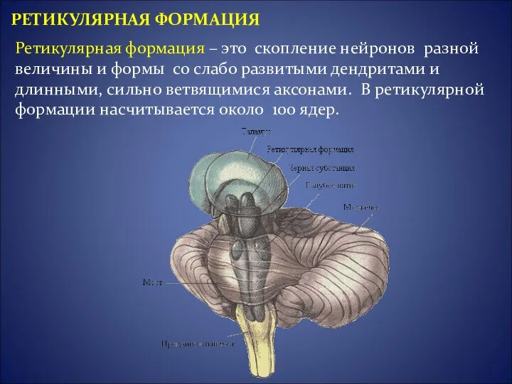 Ретикулярная формация – это скопление нейронов разной величины и формы со