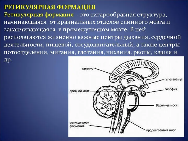 Ретикулярная формация – это сигарообразная структура, начинающаяся от краниальных отделов спинного